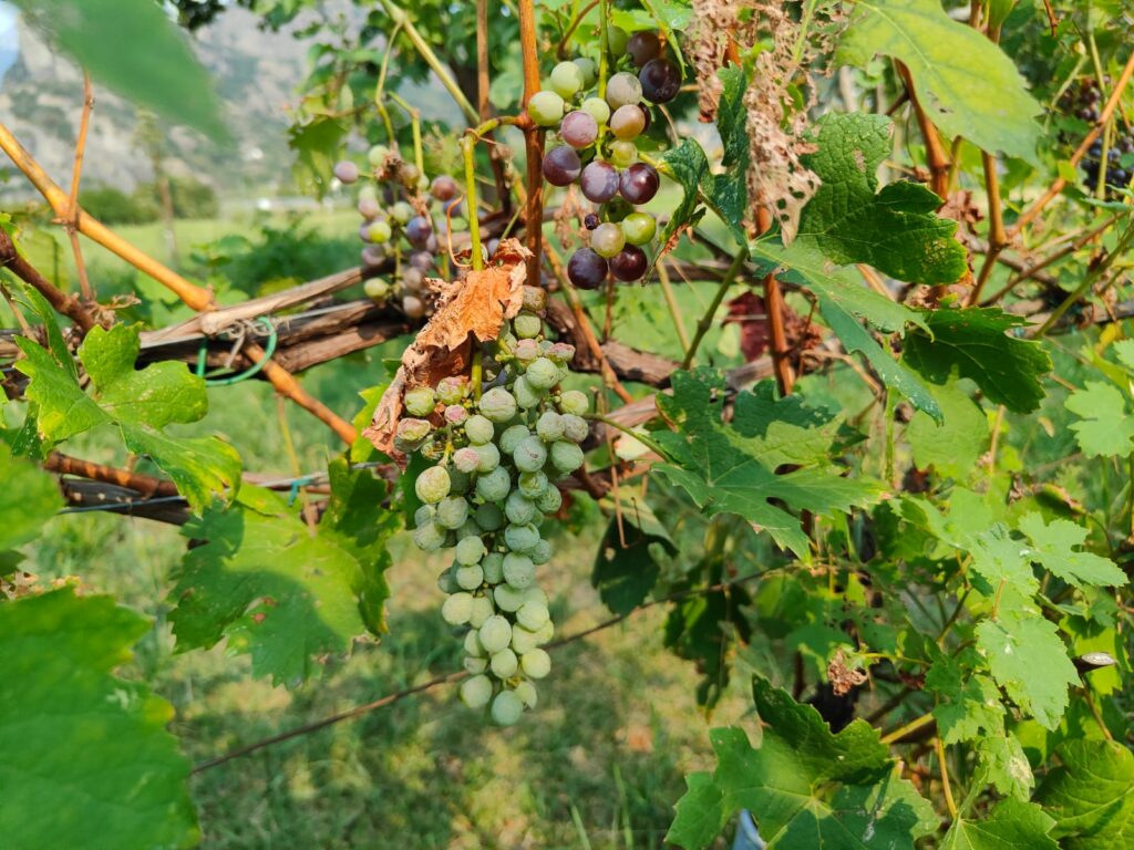 Grappoli ancora verdi