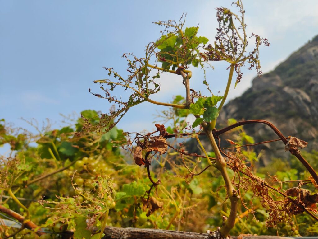 Popilia japonica ad Arnad
