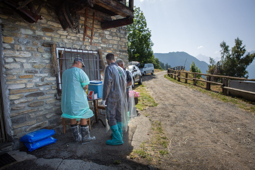 Vaccinazione bovini dermatite nodulare Alpeggio Morge (La Salle) Ph Nicole Jocollé