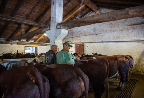Nei prossimi giorni sono attese 35mila dosi per la campagna vaccinale contro la dermatite nodulare bovina