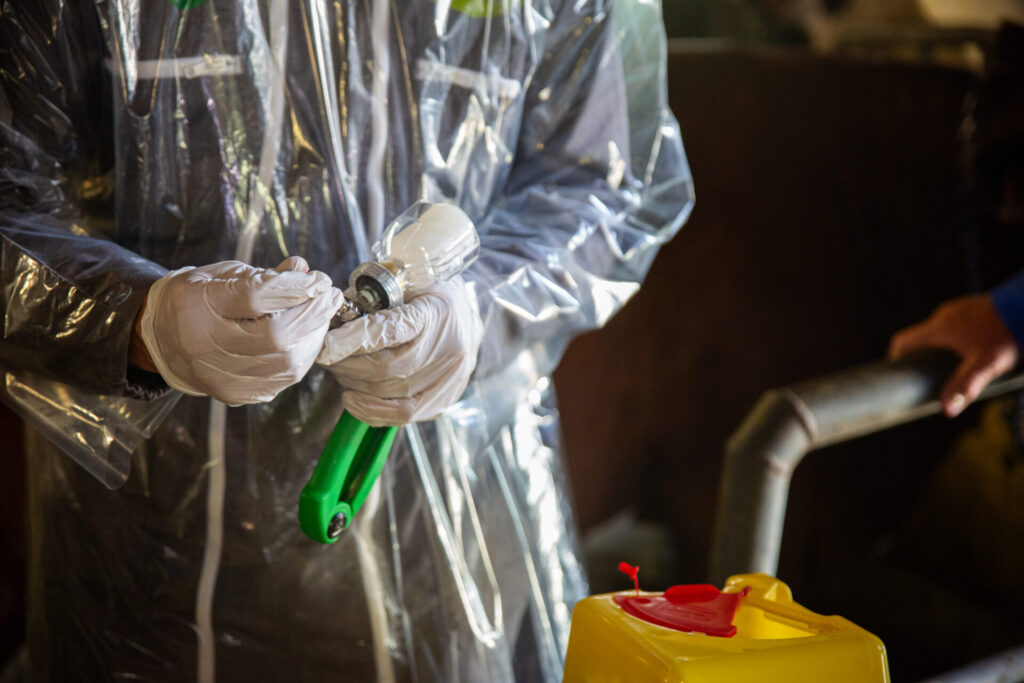 Vaccinazione bovini dermatite nodulare Alpeggio Morge (La Salle) Ph Nicole Jocollé