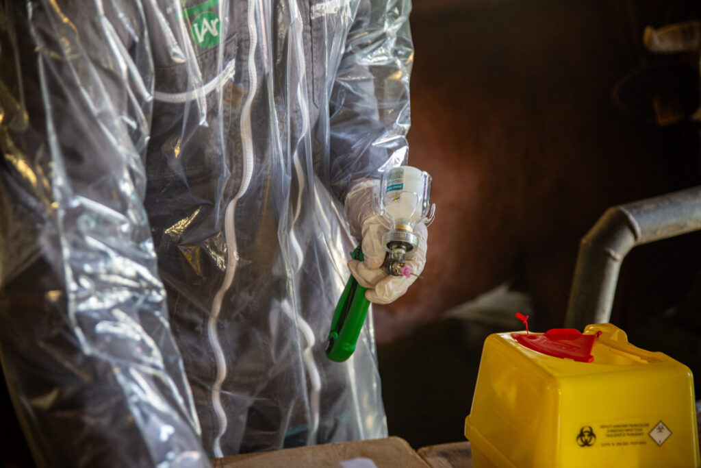 Vaccinazione bovini dermatite nodulare Alpeggio Morge (La Salle) Ph Nicole Jocollé