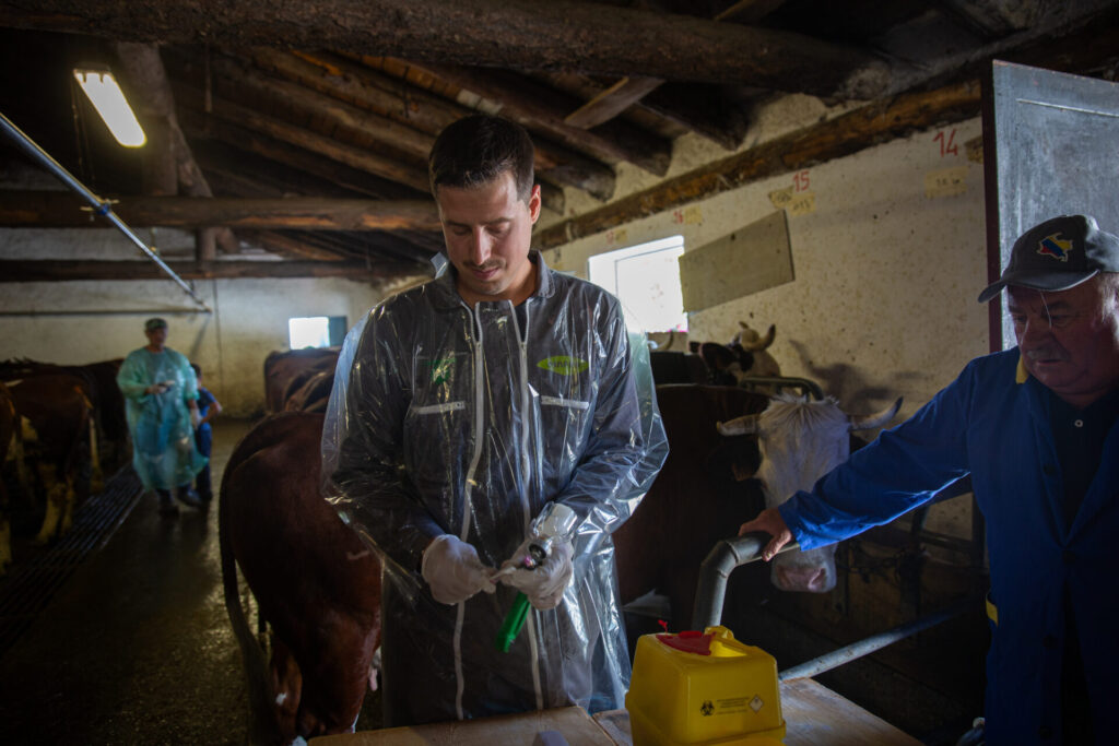 Vaccinazione bovini dermatite nodulare Alpeggio Morge (La Salle) Ph Nicole Jocollé