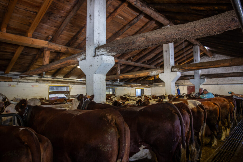 Vaccinazione bovini dermatite nodulare Alpeggio Morge (La Salle) Ph Nicole Jocollé