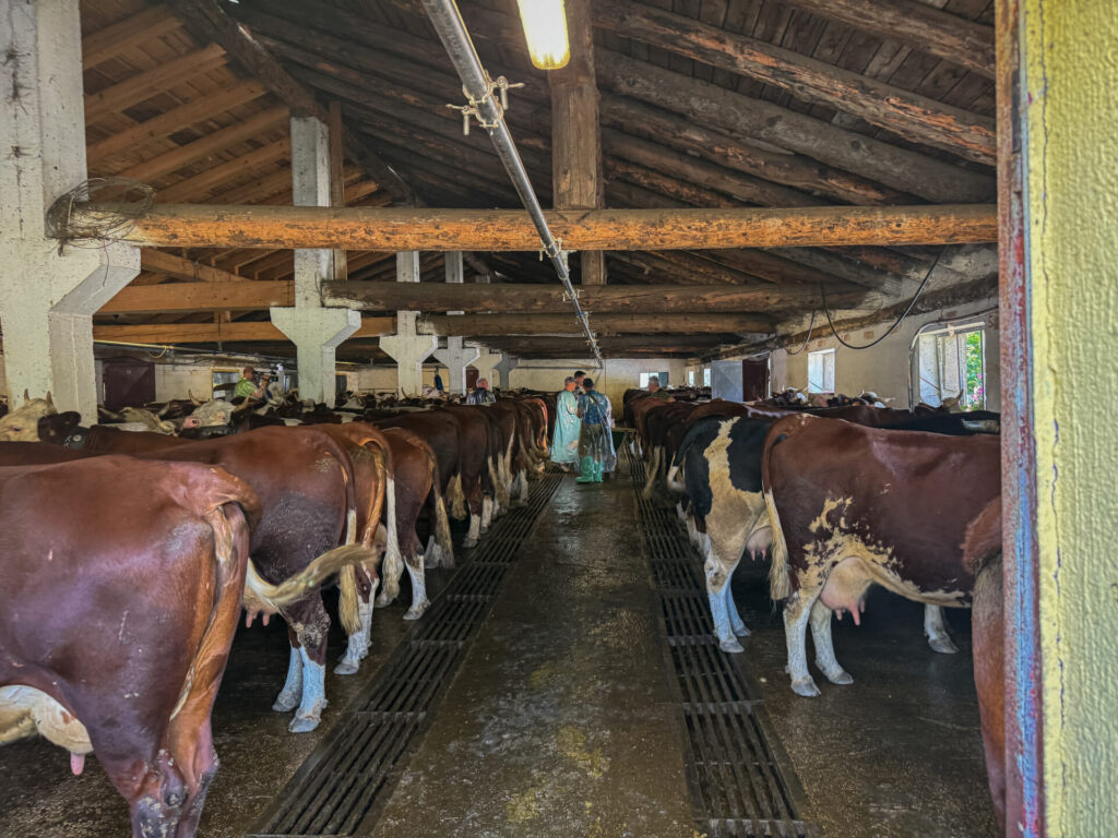 Vaccinazione bovini dermatite nodulare Alpeggio Morge (La Salle) Ph Nicole Jocollé