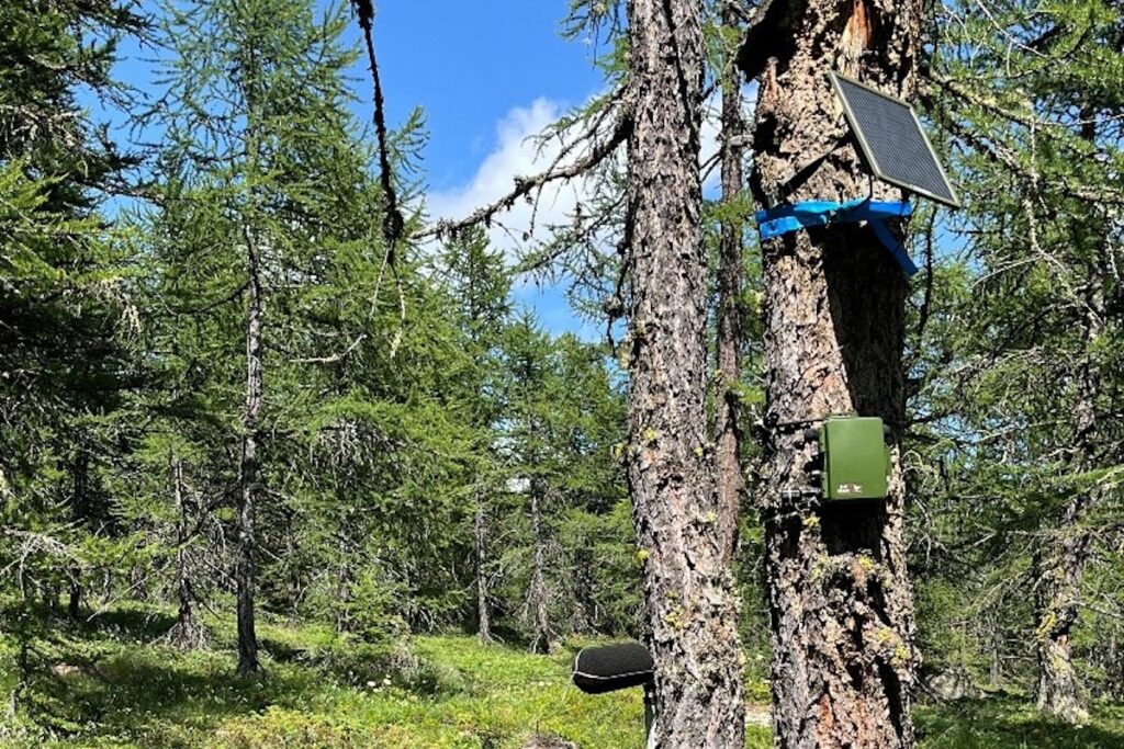 La strumentazione Arpa nel lariceto di Torgnon