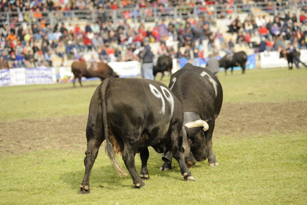 Uno scatto d'archivio della finale regionale delle batailles