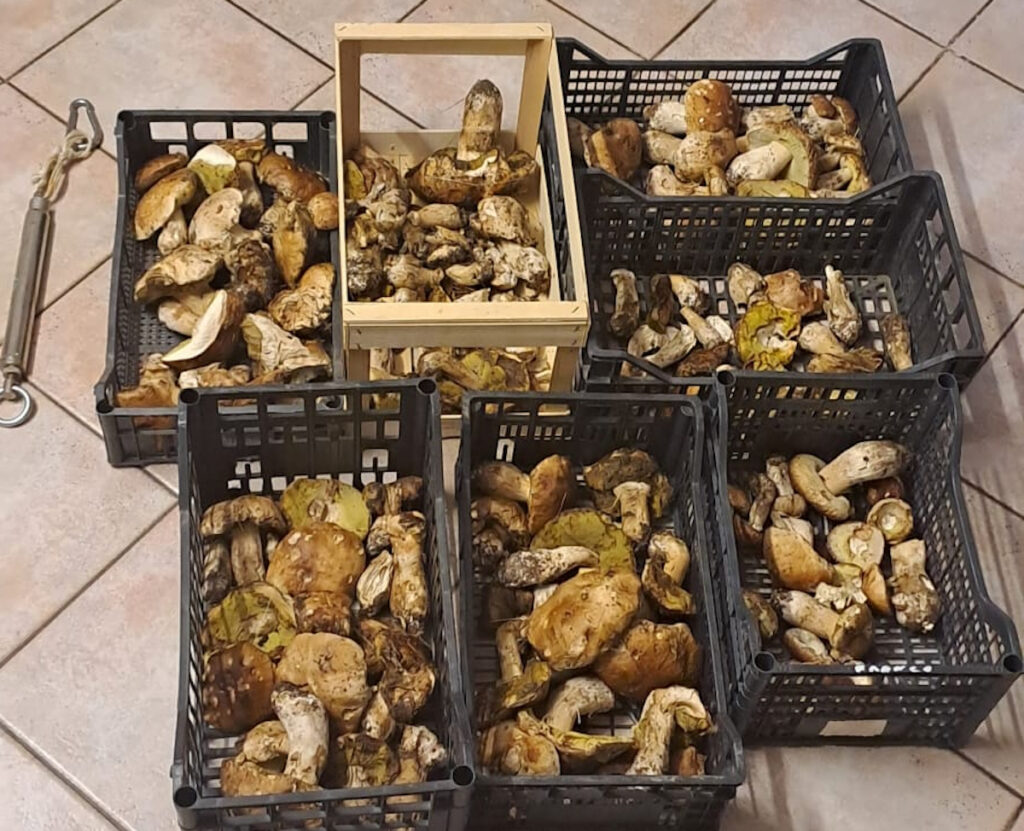 Funghi sequestrati