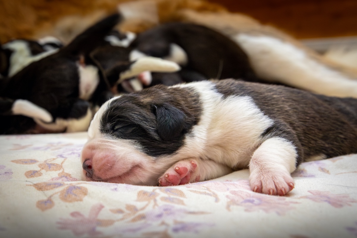 I cuccioli nati alla Fondation Barry -foto Déborah Dini