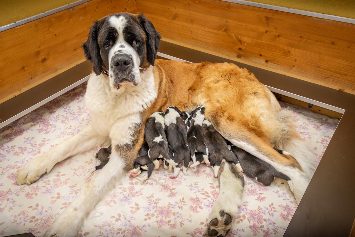 Plume du Grand St. Bernard ed i suoi cuccioli - foto Déborah Dini