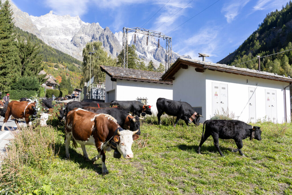 Desarpa Courmayeur Ph M Vignolini Ph M Vignolini
