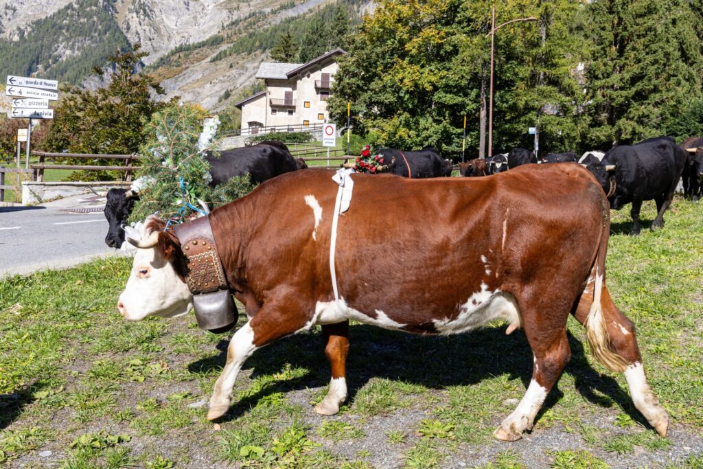 Desarpa Courmayeur Ph M Vignolini Ph M Vignolini