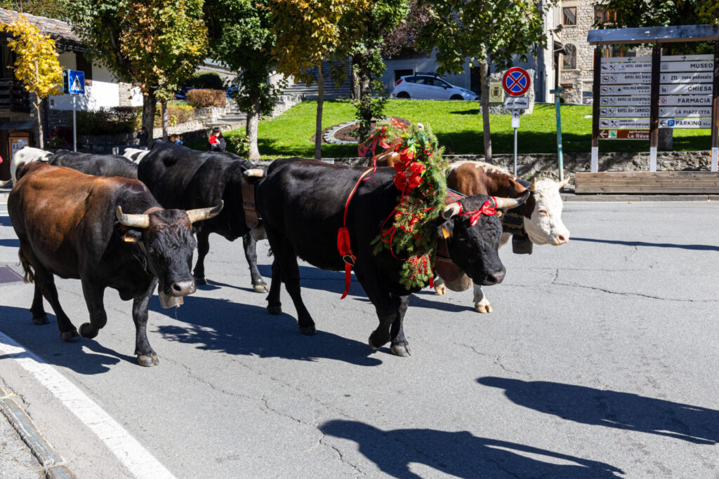 Desarpa Courmayeur Ph M Vignolini Ph M Vignolini