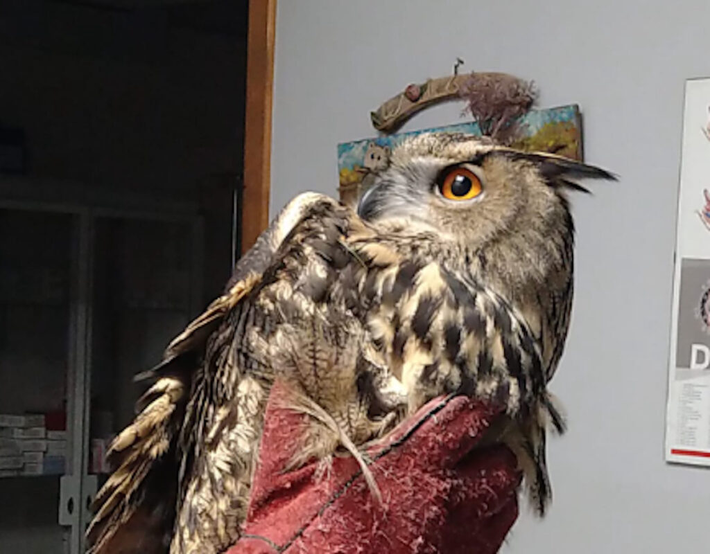 Il gufo reale recuperato a Chambave