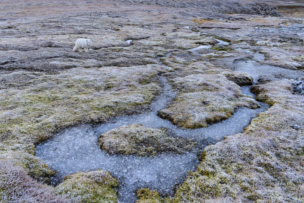 Volpe artica in abito invernale e permafrost - SUN-2018-10-20