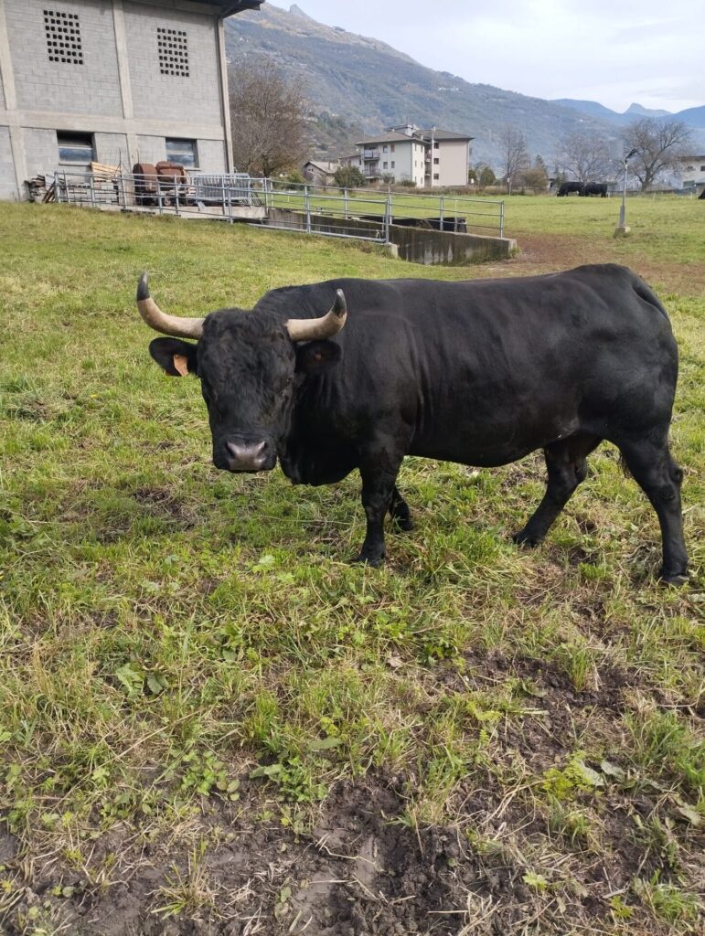 Falchetta sul prato davanti alla stalla di Nus