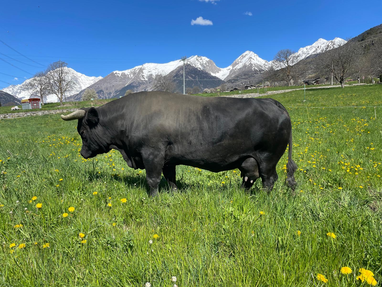 La potenza di Suisse in questa foto scattata durante la stagione estiva