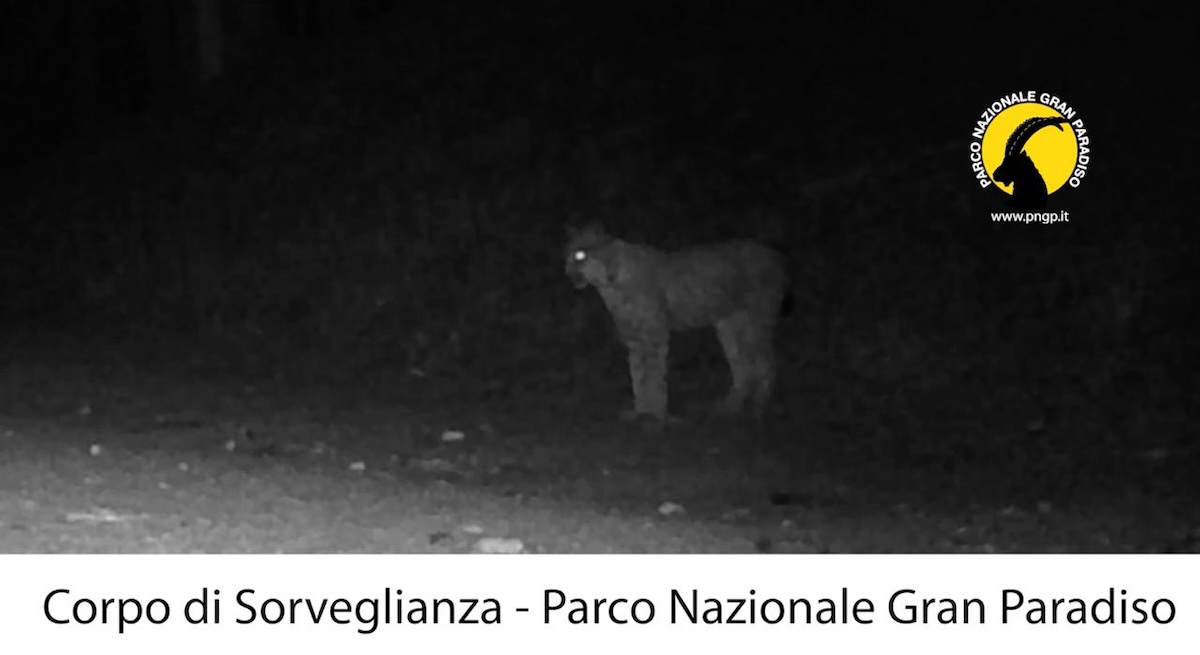 La lince avvistata nel Parco nazionale del Gran Paradiso