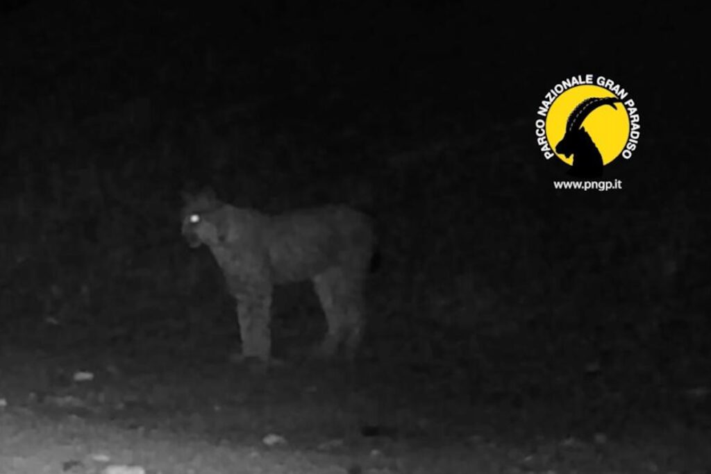 La lince avvistata nel Parco nazionale del Gran Paradiso