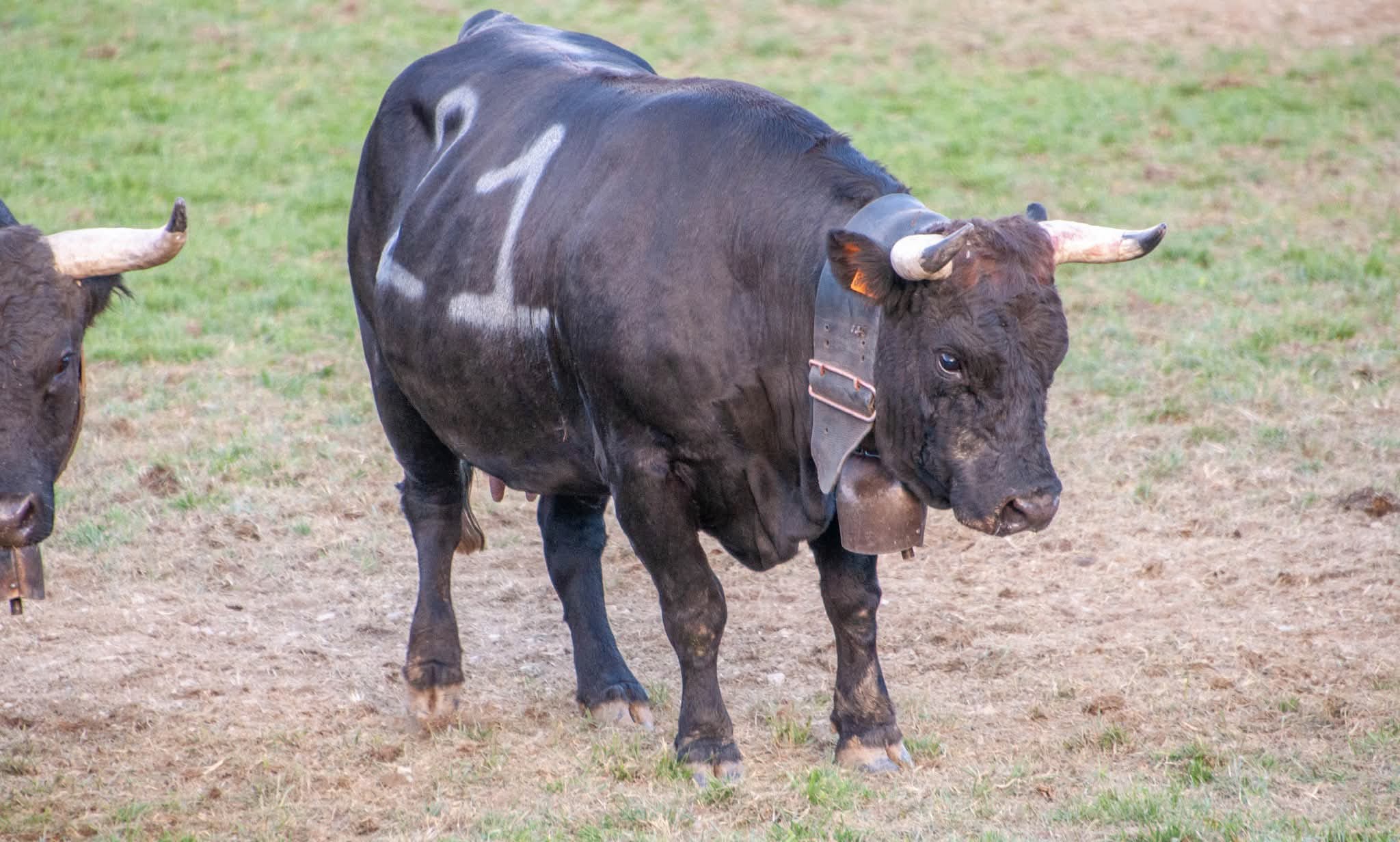 Berlin in arena domenica scorsa alla Croix-Noire