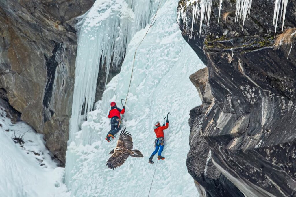 Gipeto - Foto di Roberto Andrighetto