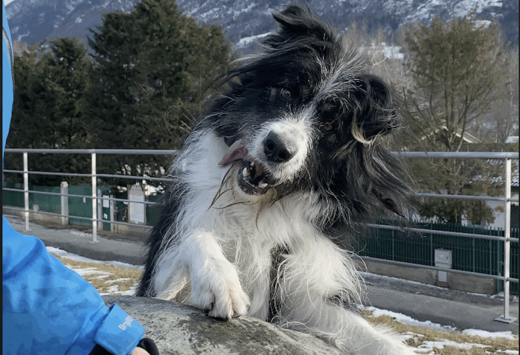 Adotta un amico Tommy