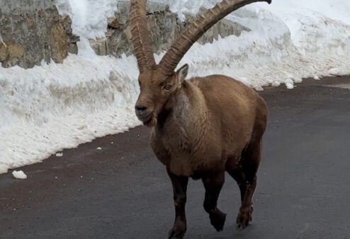 Lo stambecco verso l’elenco delle specie cacciabili: via libera in commissione al Senato all’emendamento al Ddl Malan
