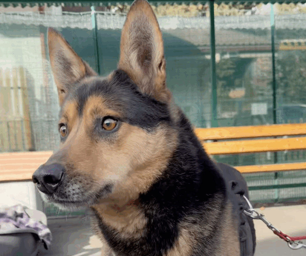 Caria Adotta un amico