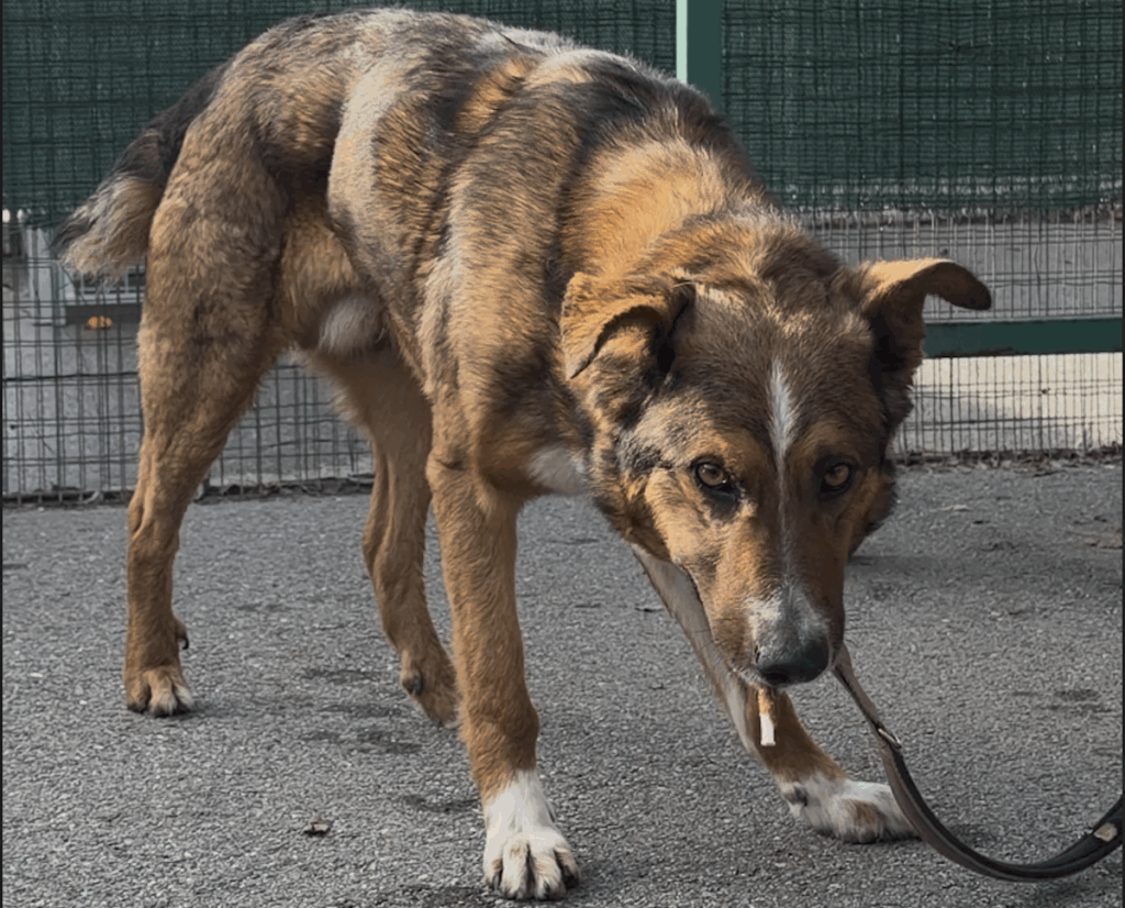 Ciro Adotta un amico