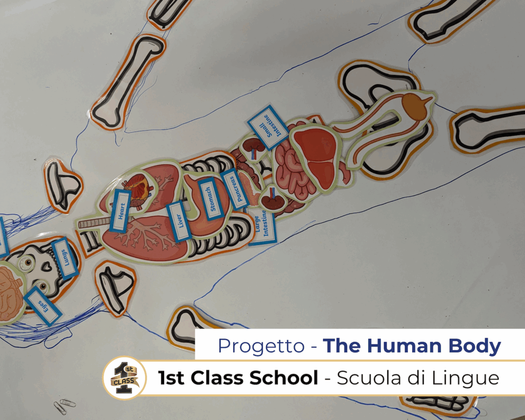 First Class english school