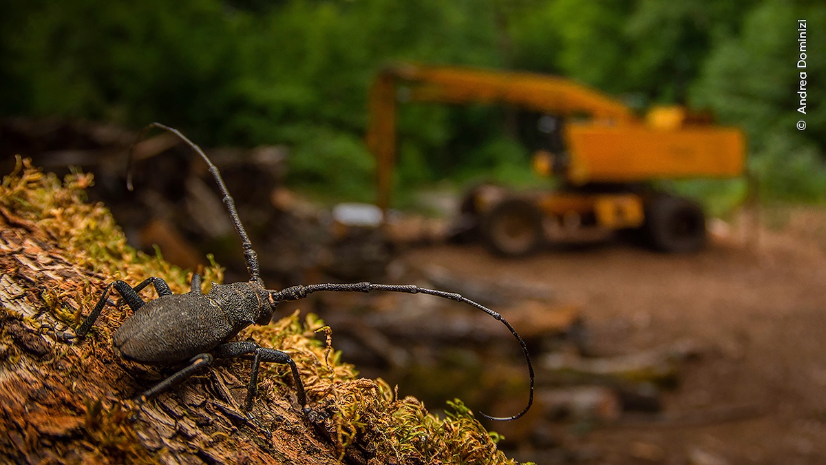 Andrea Dominizi courtesy Wildlife Photographer of the Year