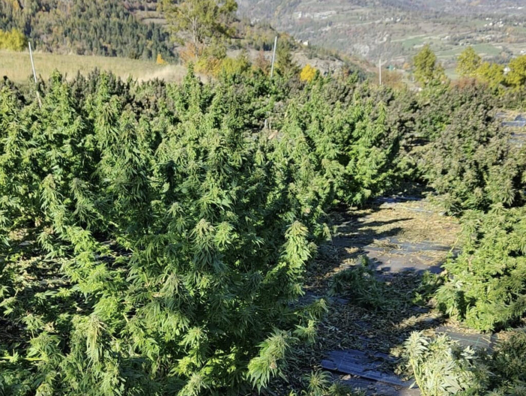 Una coltivazione nell'azienda di Semeraro.