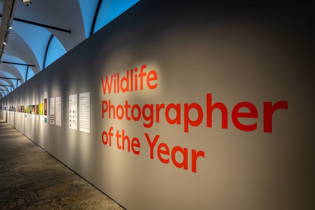 Forte di Bard Wildlife Photographer of the year