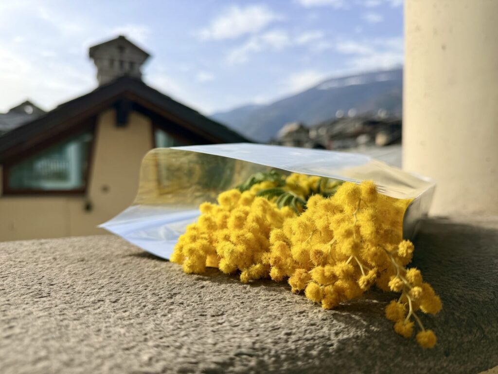 Mimose