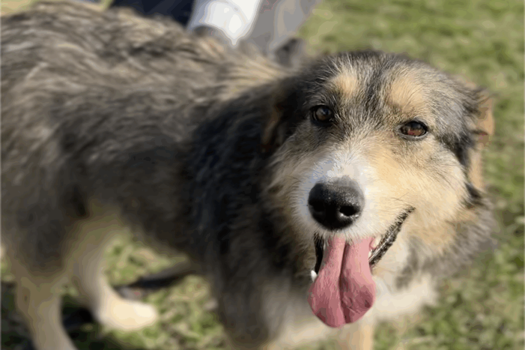 Regina Adotta un amico