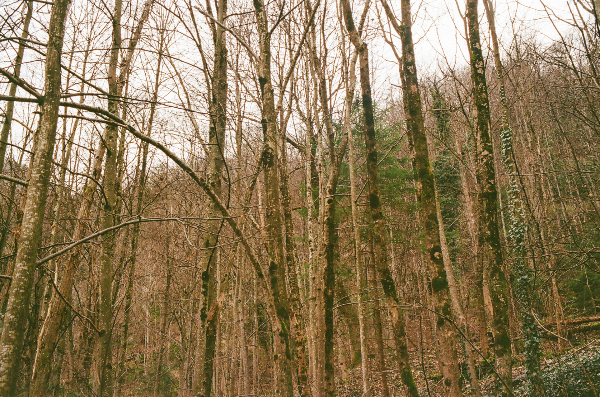 pontboset @luca benedet