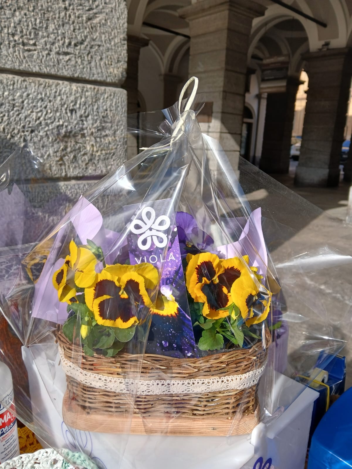 Associazione VIOLA le violette di Marzo