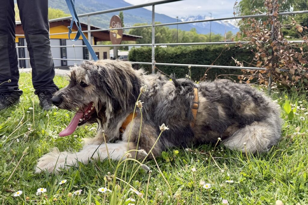 Gordon Canile e gattile regionale