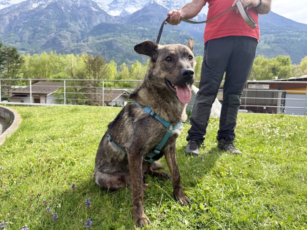 Lupa - Canile e Gattile regionale Adotta un amico