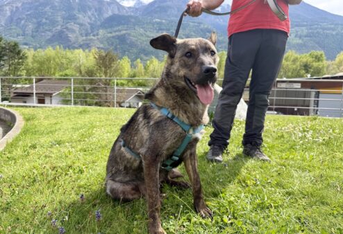 Lupa, cagnolina dolcissima cerca una famiglia