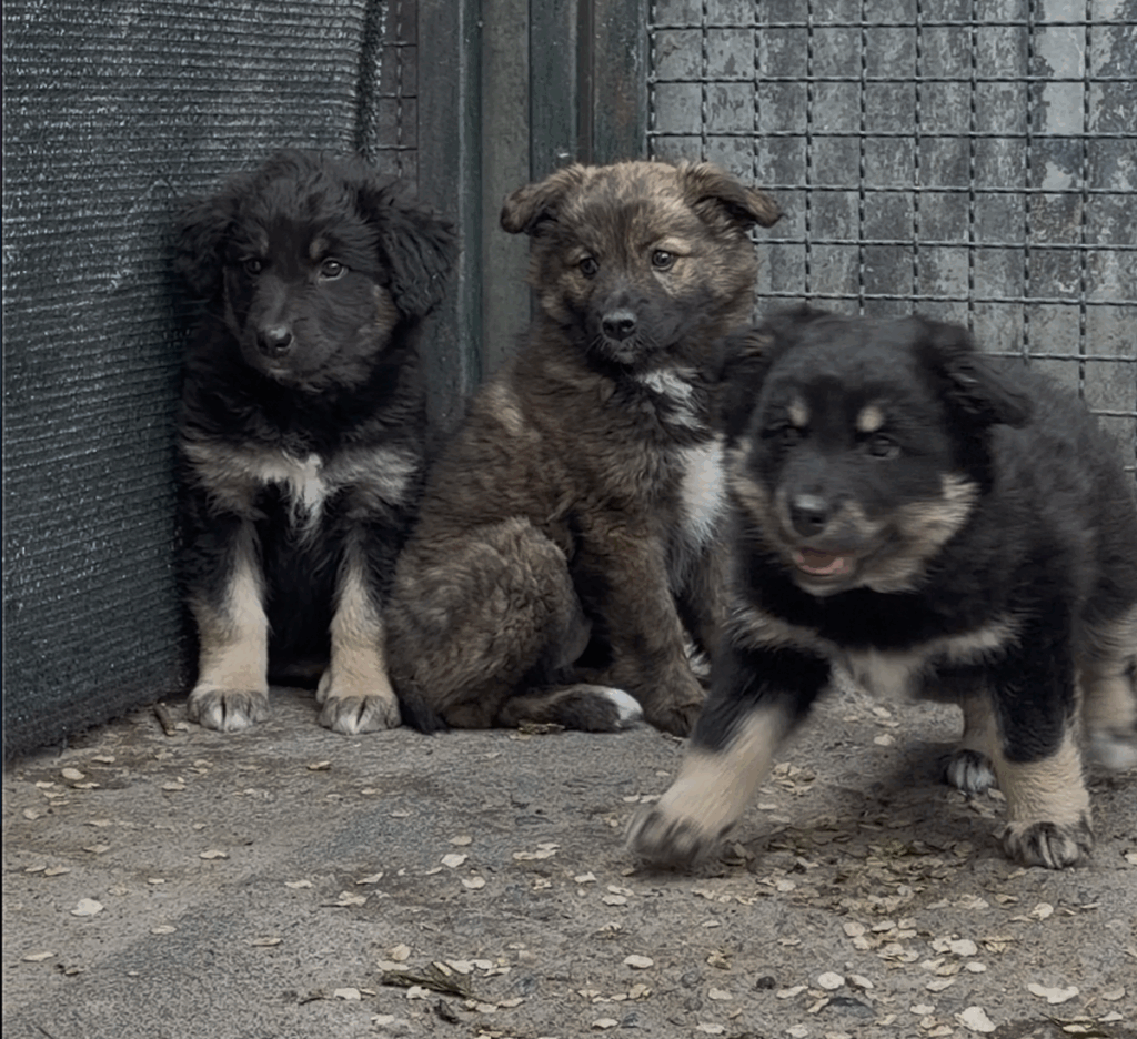 Cani, cuccioli, Canile&Gattile regionale della Valle d'Aosta