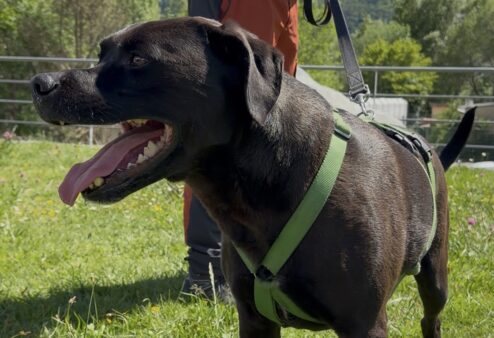 Jensen, giovane meticcio labrador cerca una famiglia
