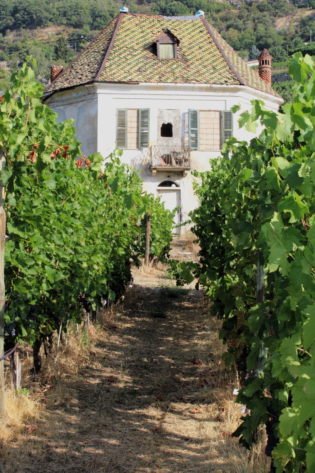 Casa delle vigne