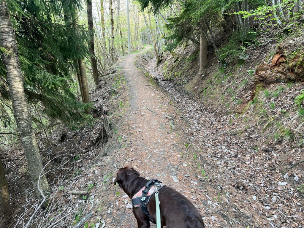 Cane in passeggiata