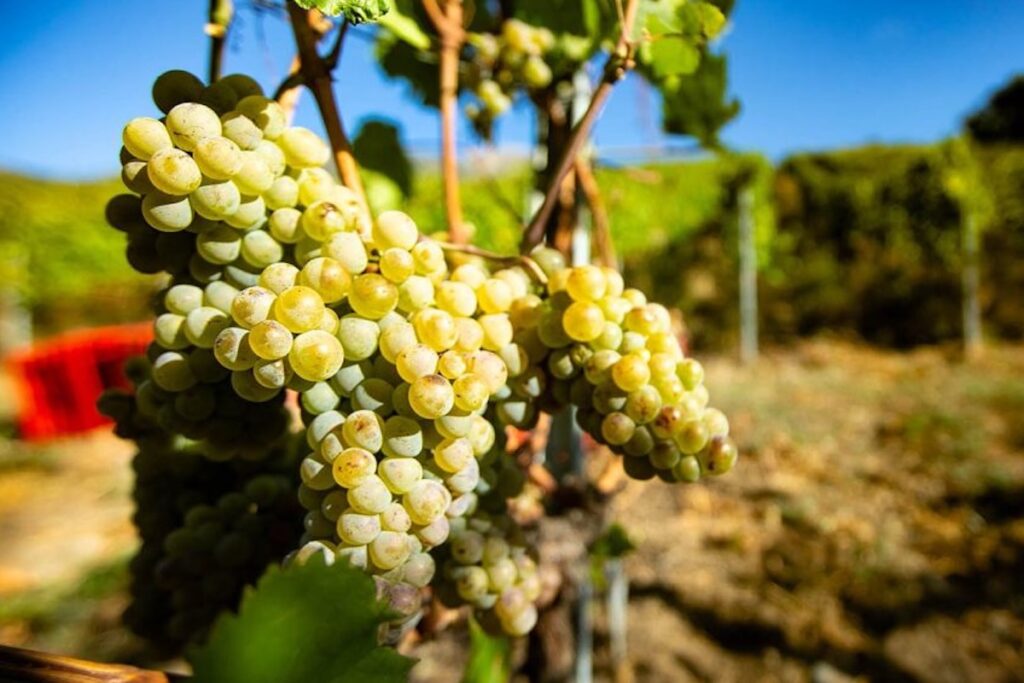 grosjean vendemmia edited x