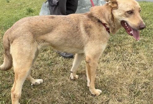 Adotta un amico: Biondo, giovane pastore trovato a Pont-Saint-Martin, cerca casa