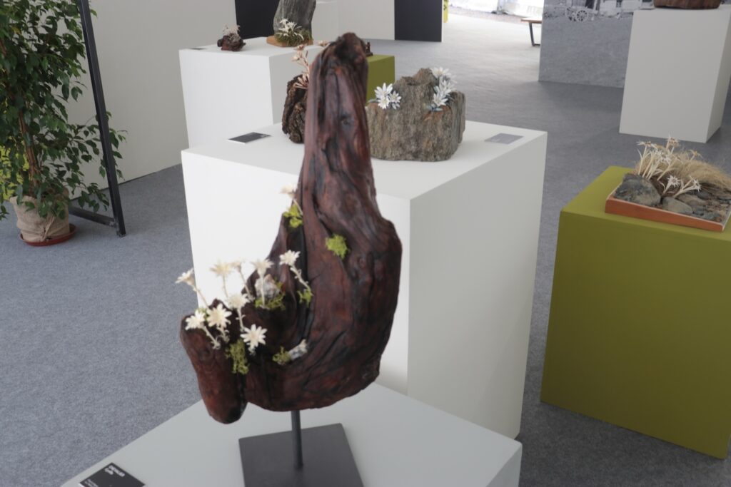 Inaugurazione Mostra concorso