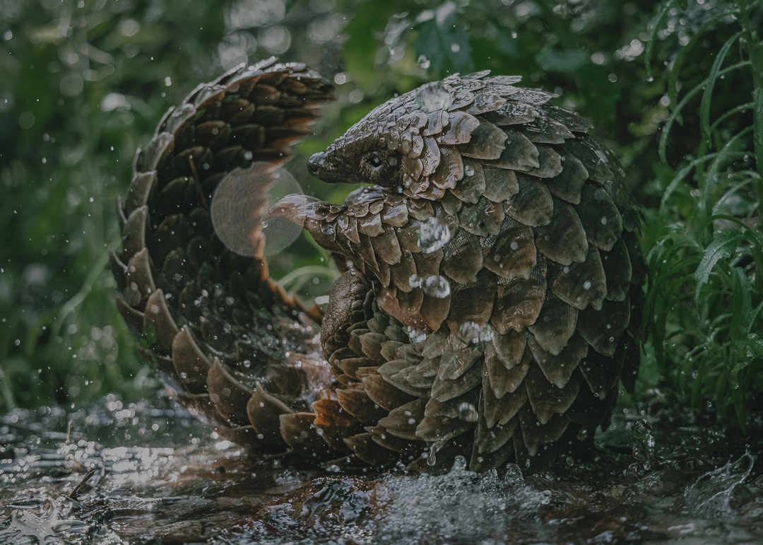 Kulu