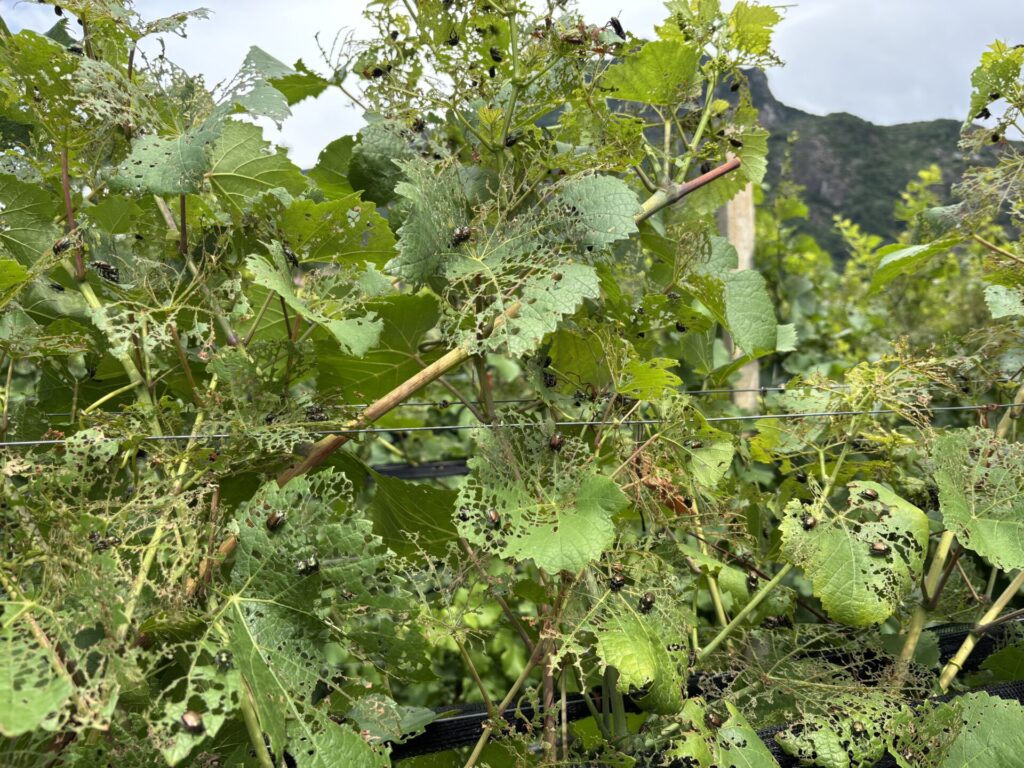 Popillia japonica