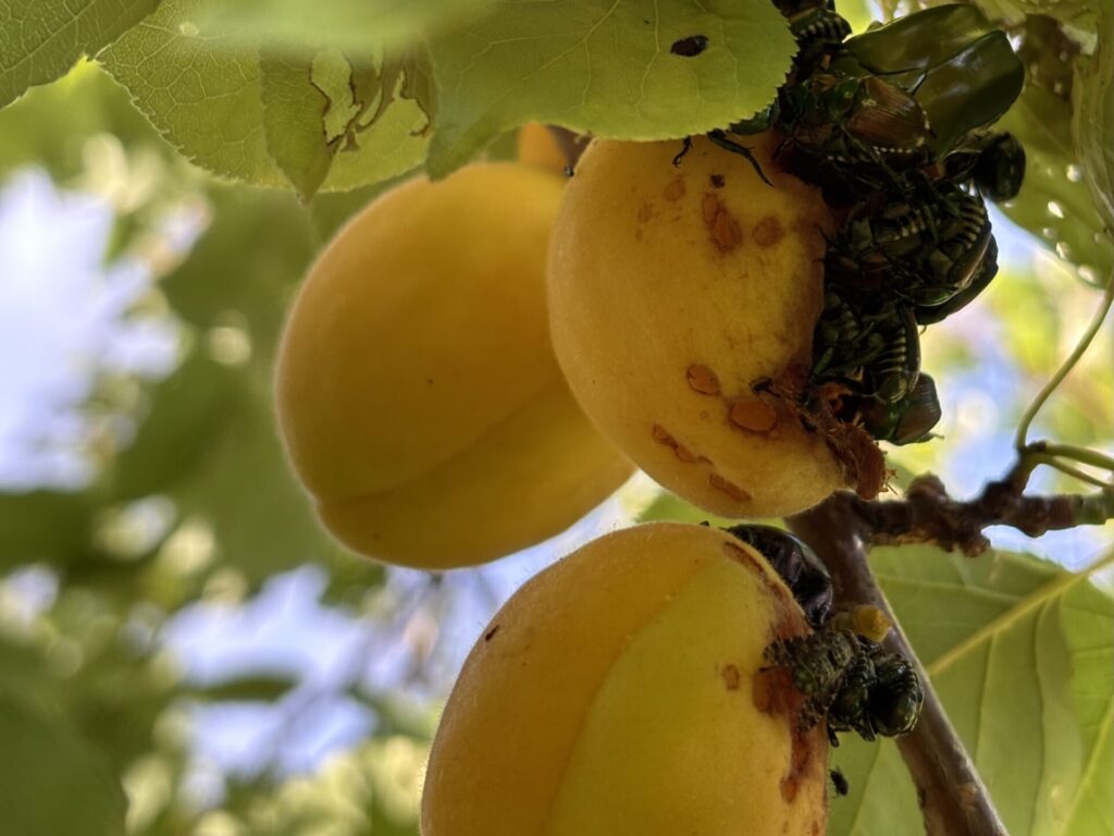 Popillia japonica